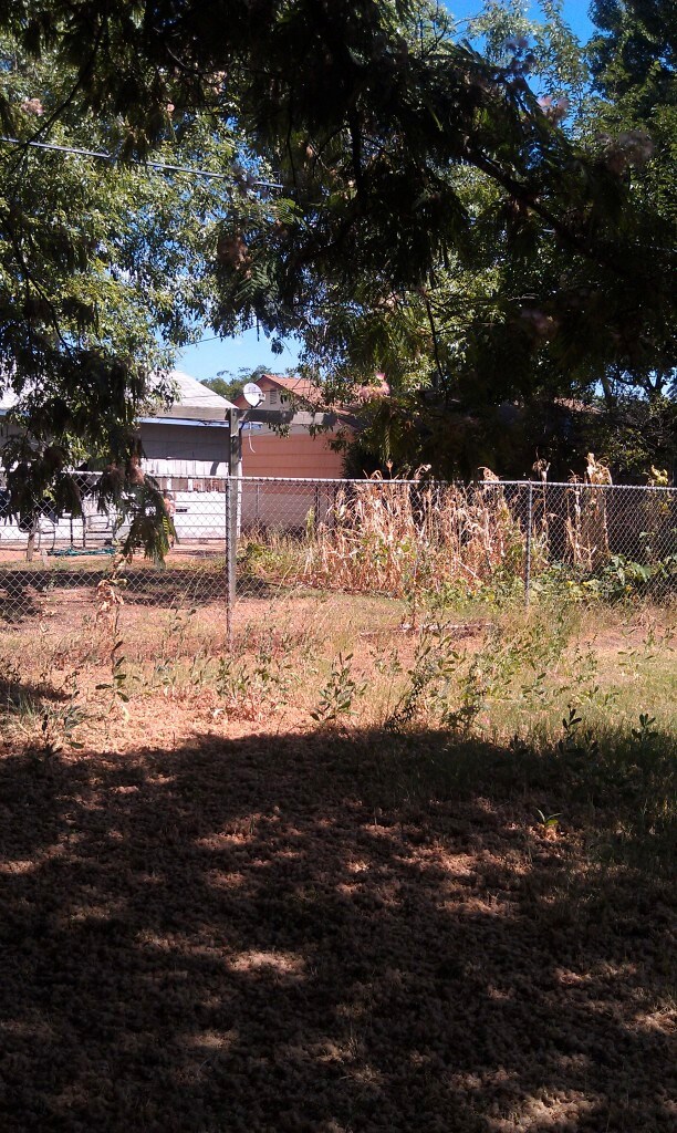 Back yard