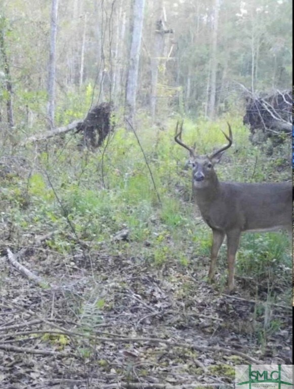 1 Rye Patch Rd NE, Ludowici, GA 31316 - photo 4