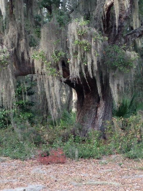 LT 18 Carnochan Bluff, Darien, GA 31305 - photo 3