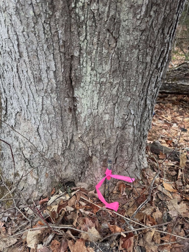 3225 George Hill Rd, Springfield, NH 03284 - photo 4