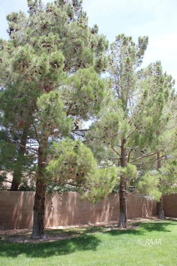 Nice shade trees -