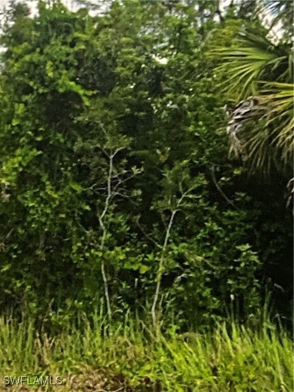 View of local wilderness