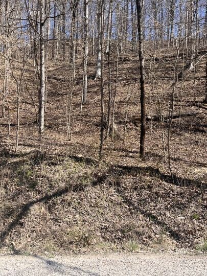Woods View