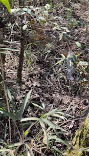 0 Leitner Mill Rd, Harlem, GA 30814 - photo 5