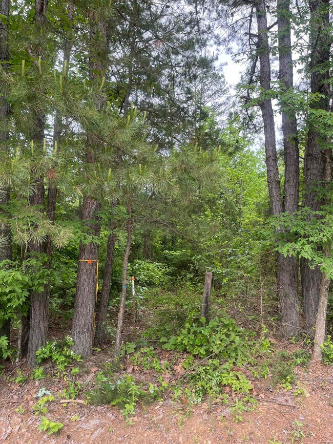 View of tree filled area