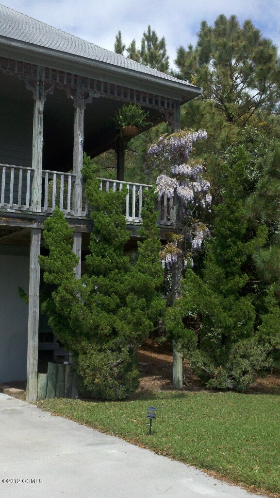 wisteria picture