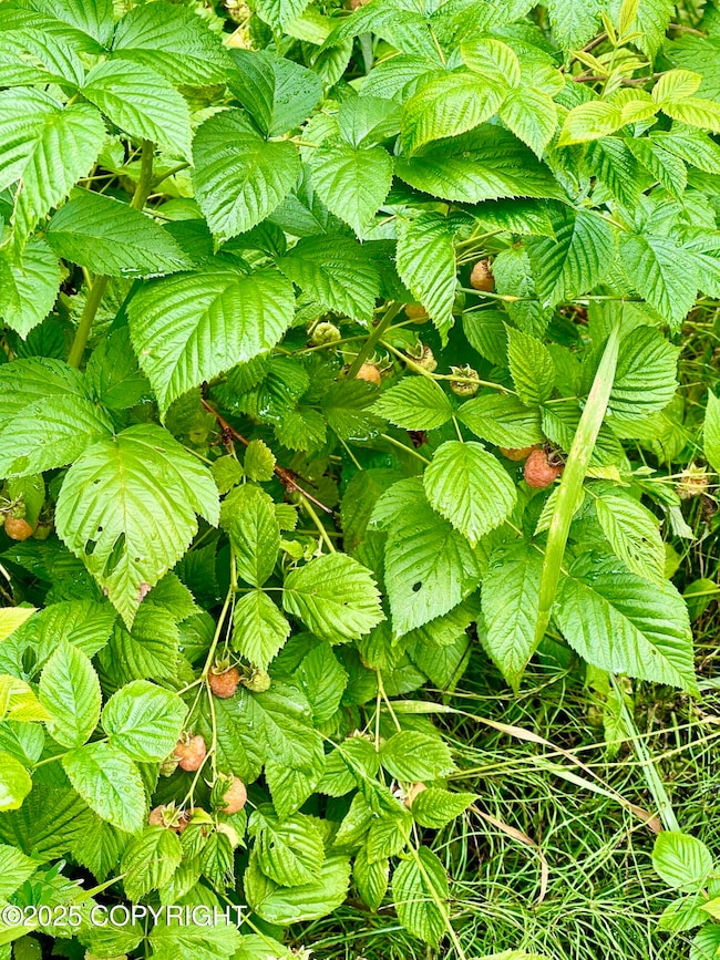 2140 Ivan Dr, Anchorage, AK 99507 - photo 4