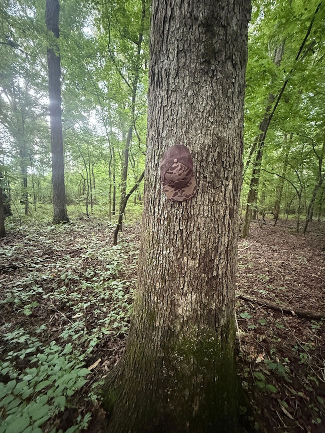 0 Perry Chapel Rd, Ashland, MS 38603 - photo 5