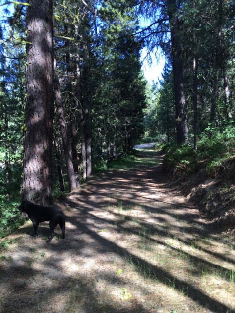 Loop Driveway In