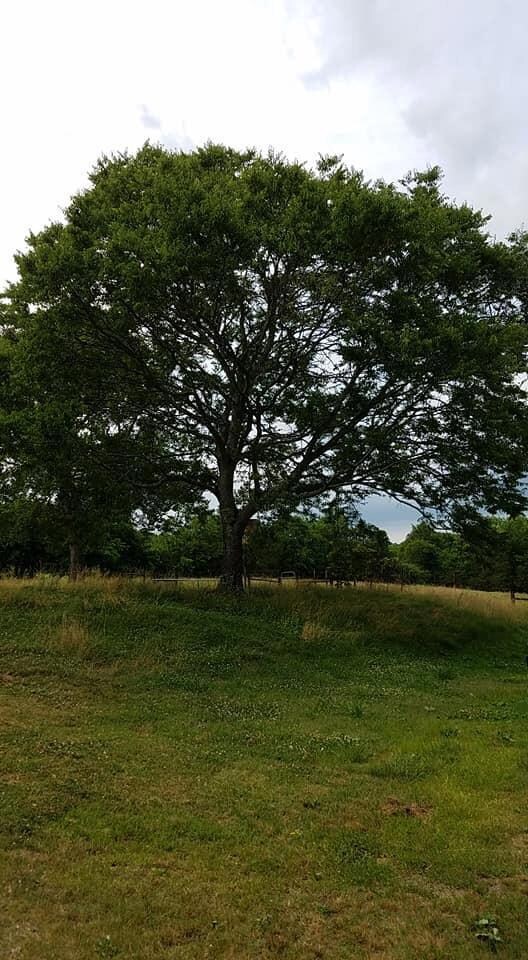 2163 Highway 82 S, Shelbyville, TN 37160 - photo 4