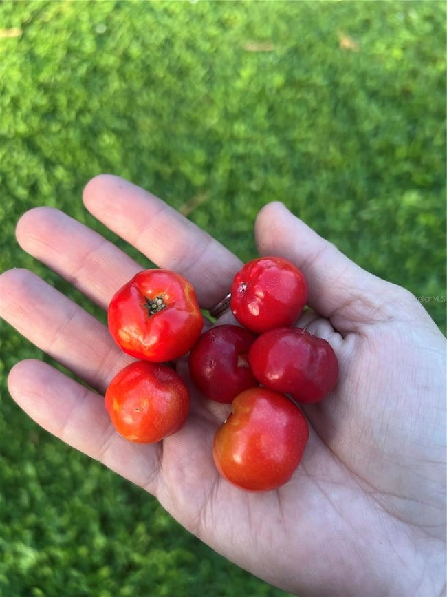 988 Elkcam Blvd, Cocoa, FL 32927 - photo 4