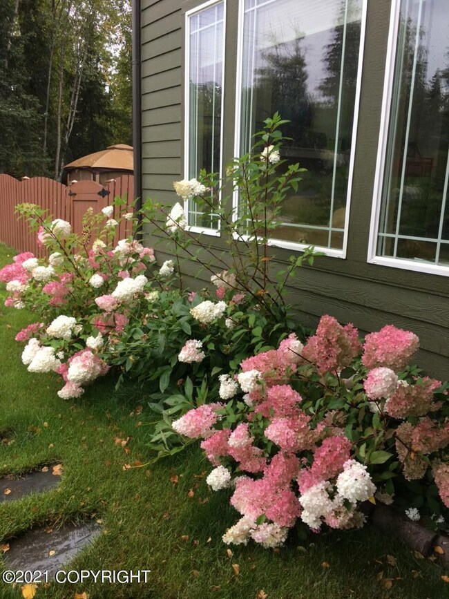 Hydrangeas in front yard