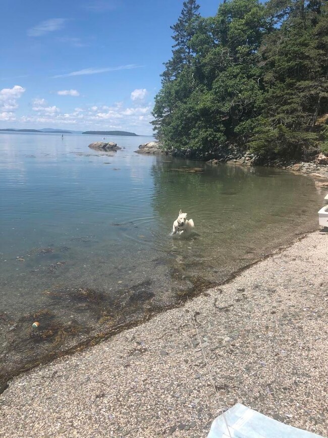 Dog Paradise!