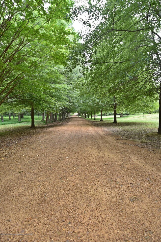 Tree- lined Driveway
