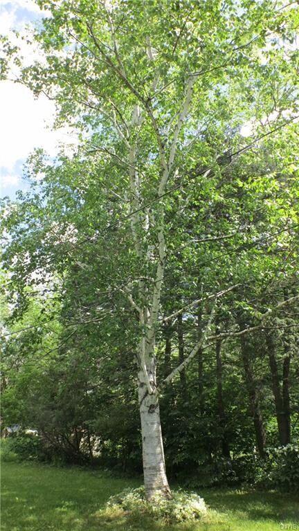 A gleaming Birch tree sits inside the yard.