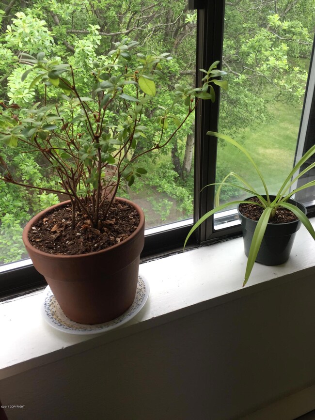 Wide Window Sill