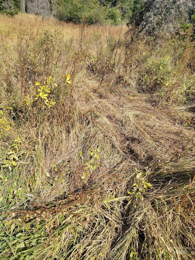 TBD Lacey Meadows Rd, Weippe, ID 83553 - photo 7