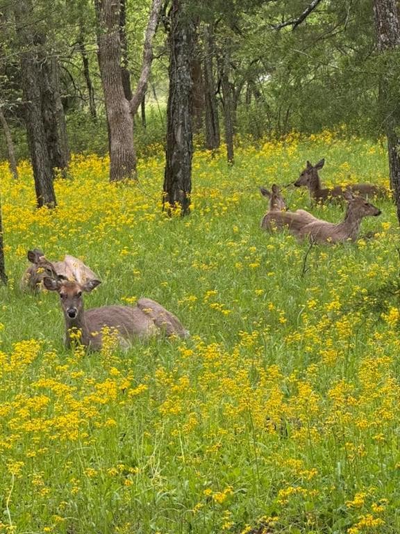 6 Brave Dr, Linn Valley, KS 66040 - photo 3