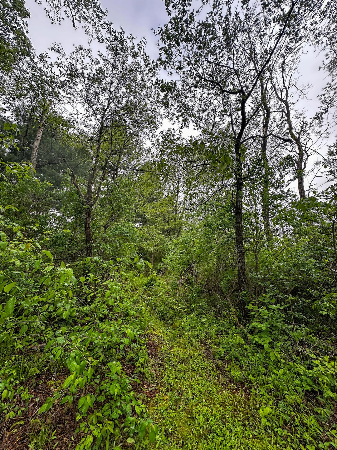 wood waterfront lot