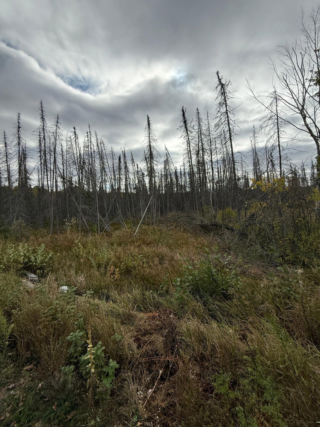 LOT 2 Birch Ln, Nashville, WI 54465 - photo 1