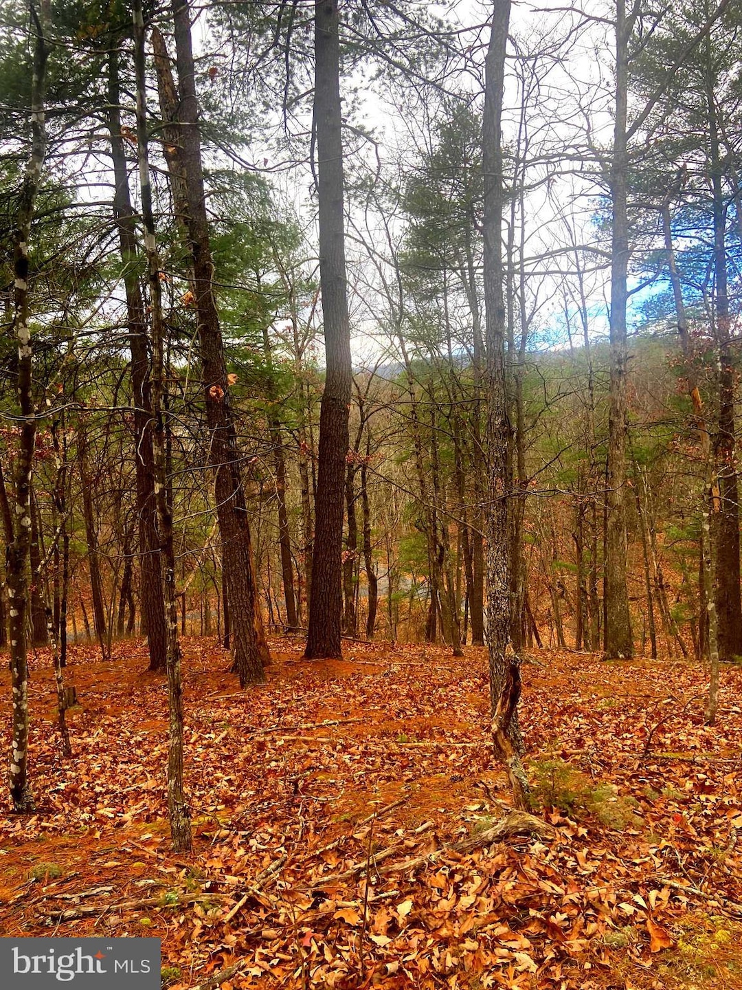 0 King St unit VASH2013114, Basye, VA 22810 - photo 1