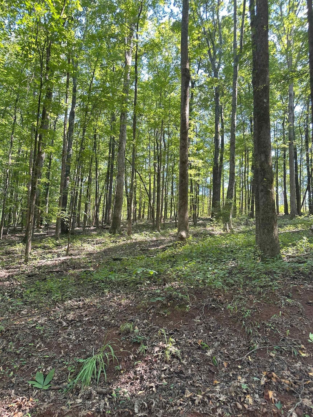 2470 Fears Rd, Madison, GA 30650 - photo 1