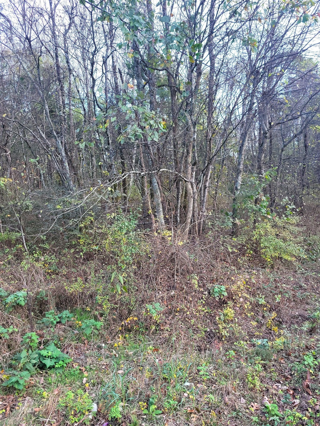 Barlow Ln property in Lascassas, TN