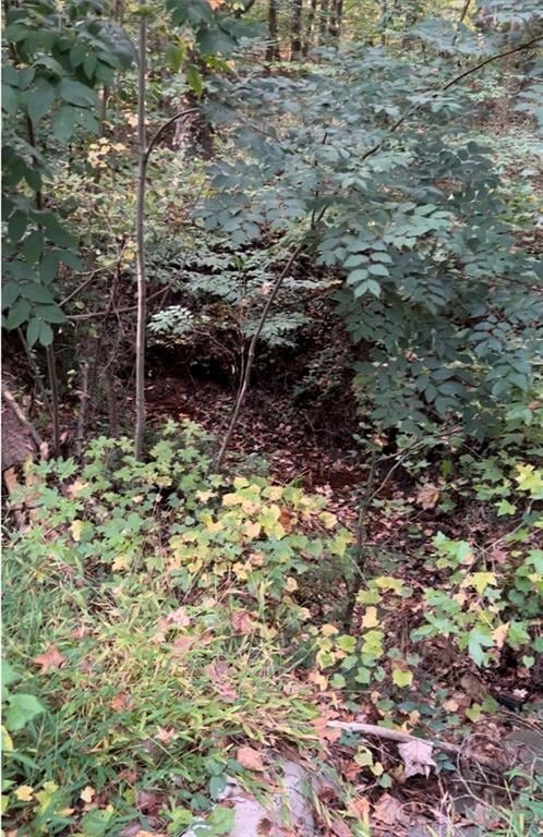 View of nature