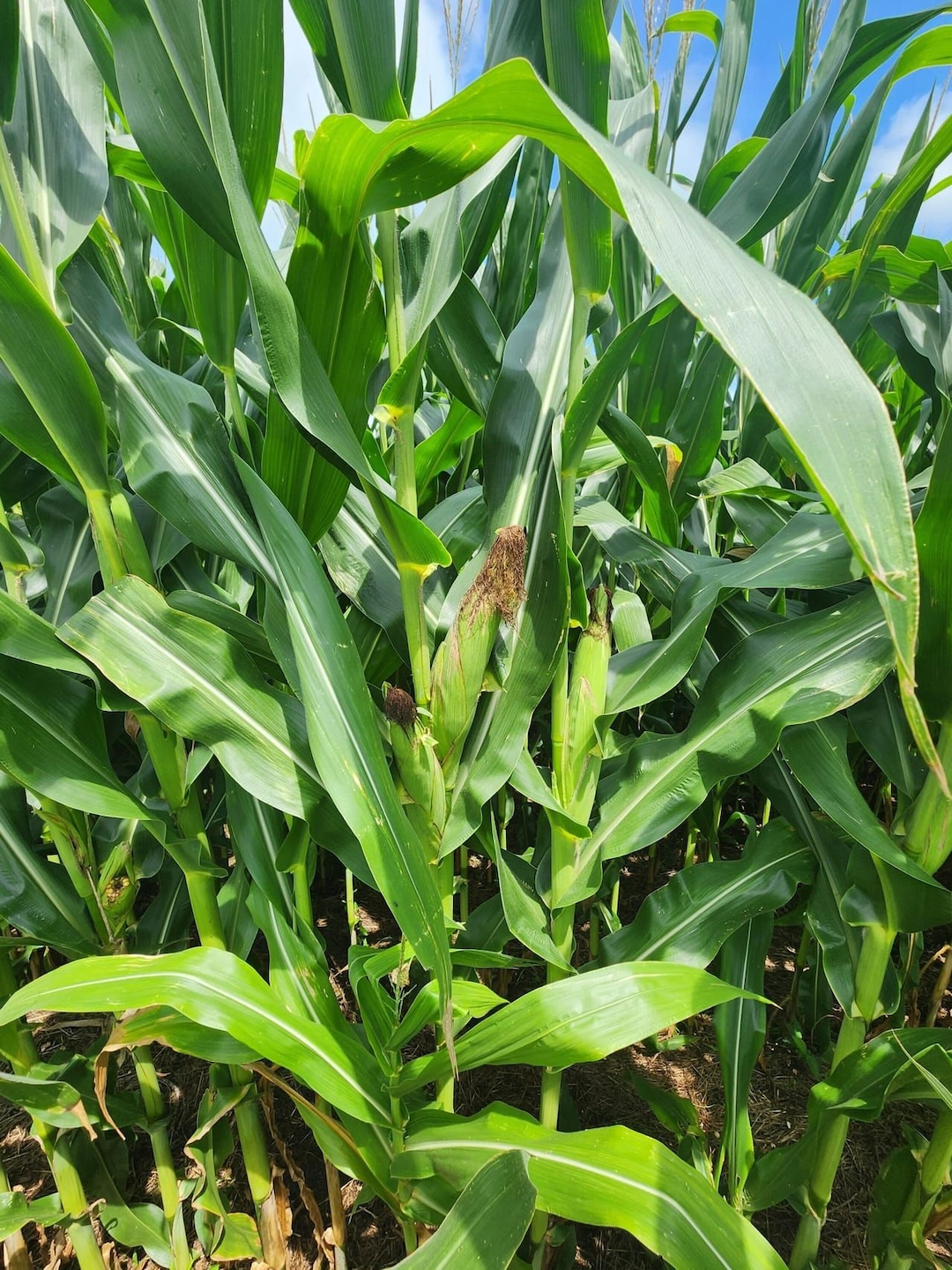 Tbd Mustang Ave, Nelson, MO 65347 - photo 1