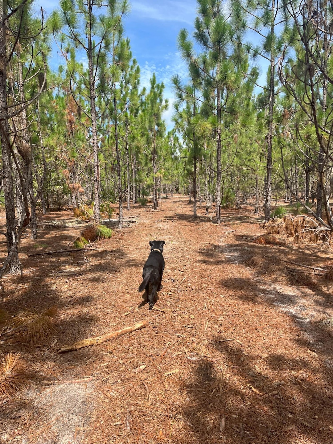 PPF 8 Payne Pond Rd unit PPF 8, Westville, SC 29175 - photo 1