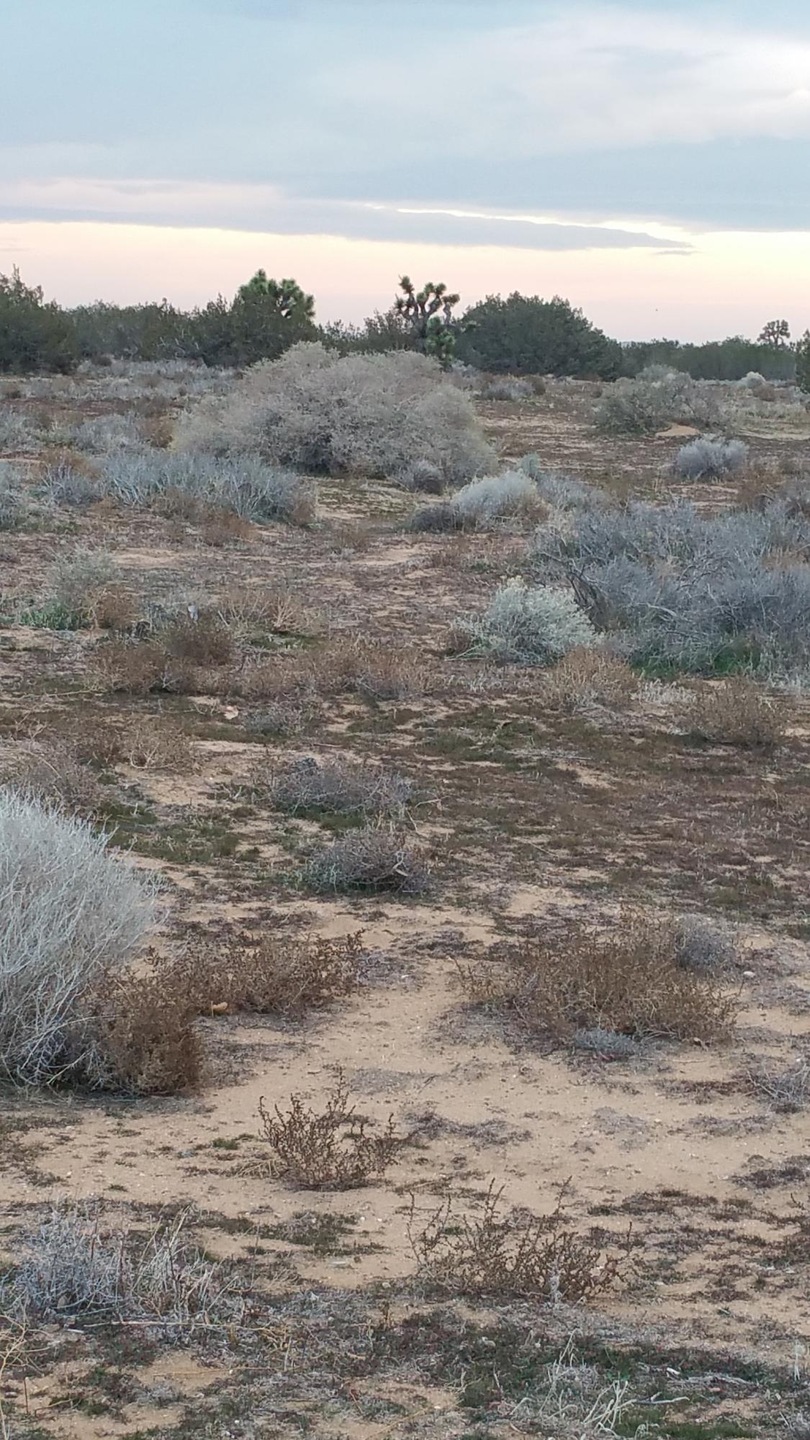 Desert1