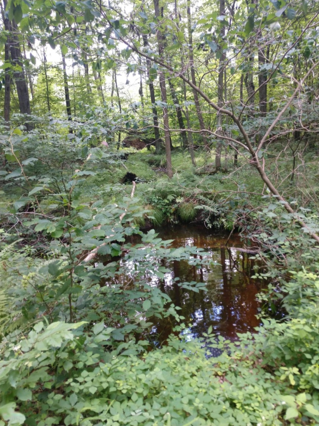 Creek on north side