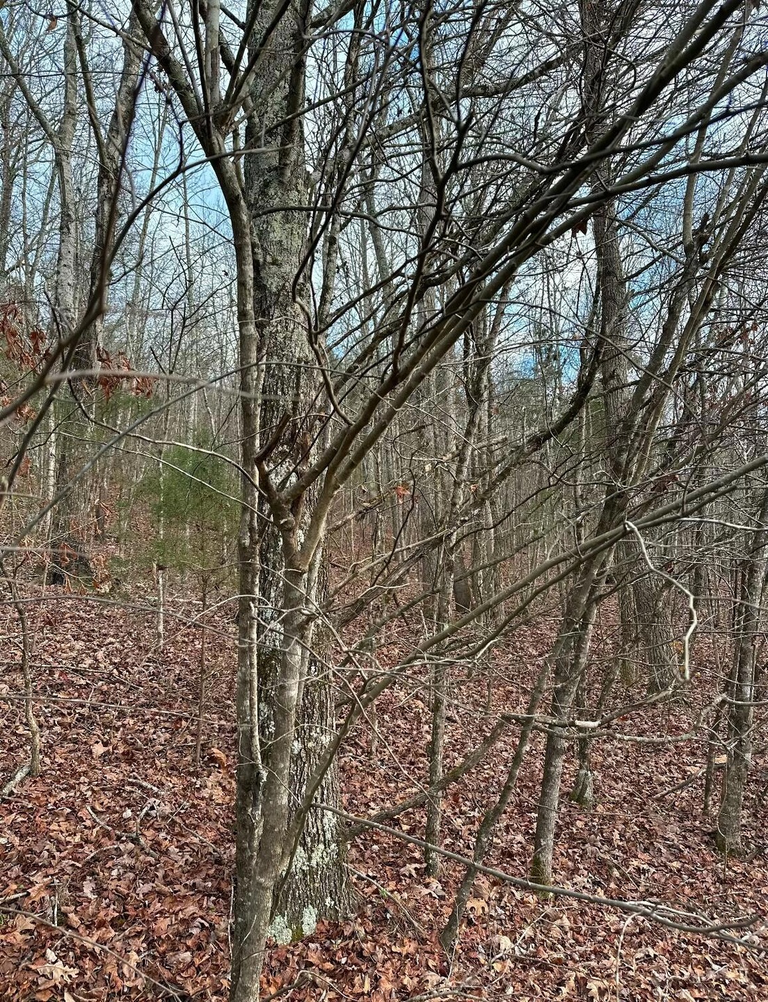 Wooded Forest Tract
