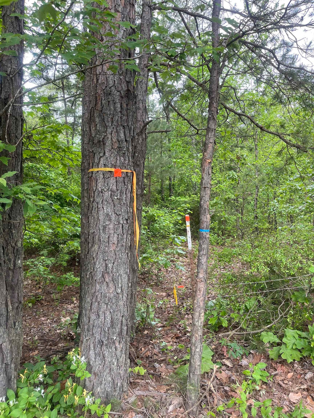 View of tree filled area
