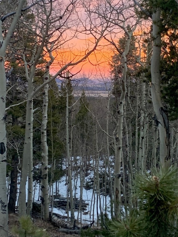 View of local wilderness