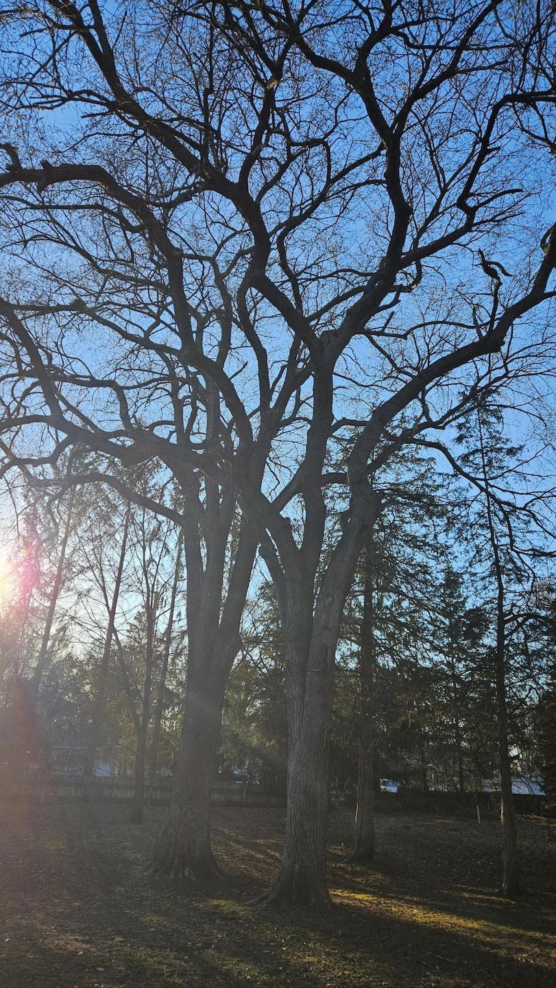 5920 Hodgson mature trees.jpg