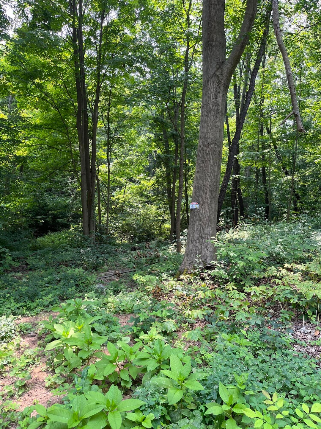 Summer Forest