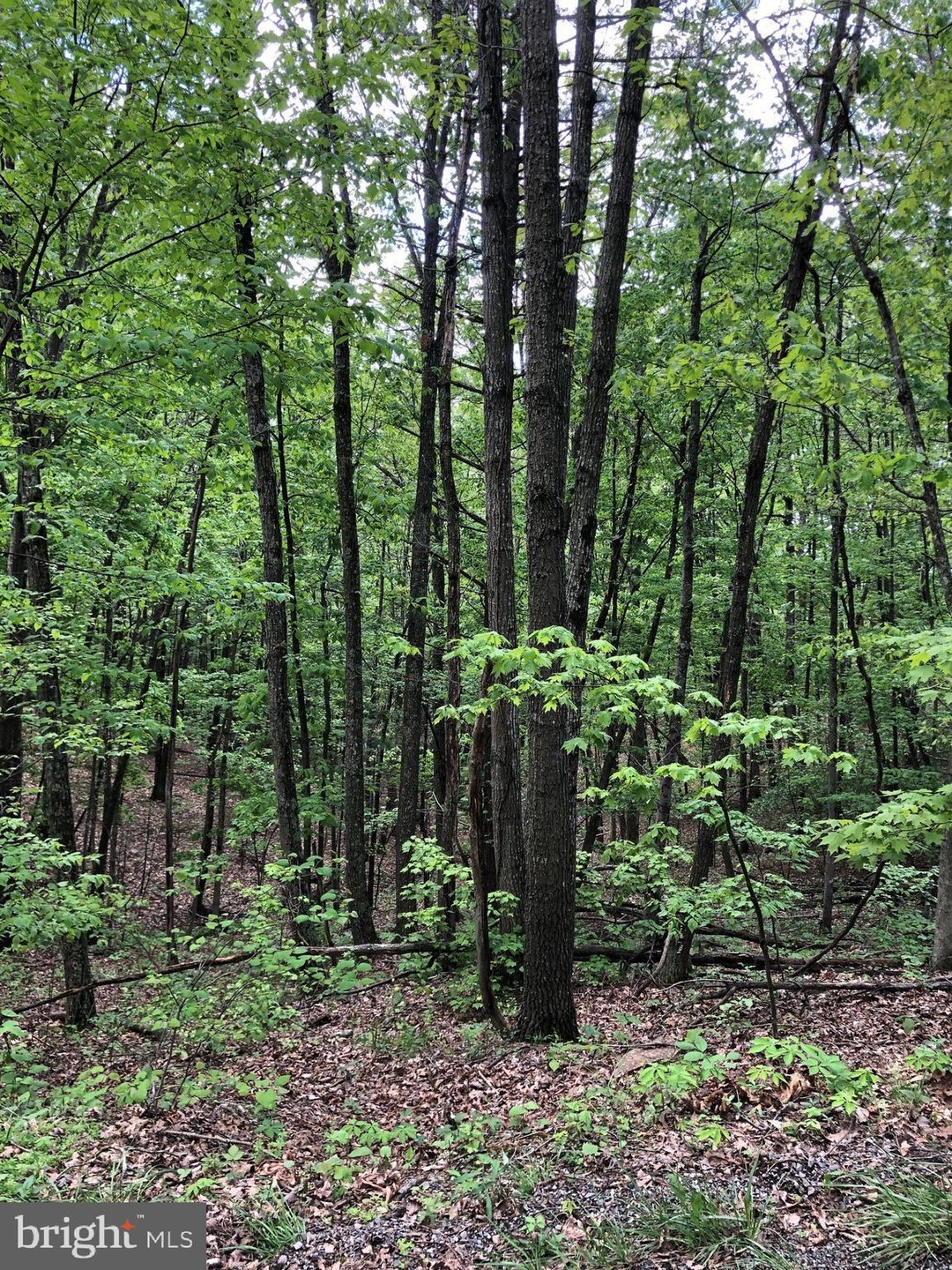 TBD Clark Rd, Basye, VA 22810 - photo 1