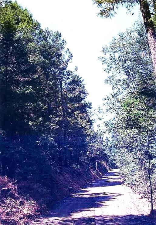 Primary Photo