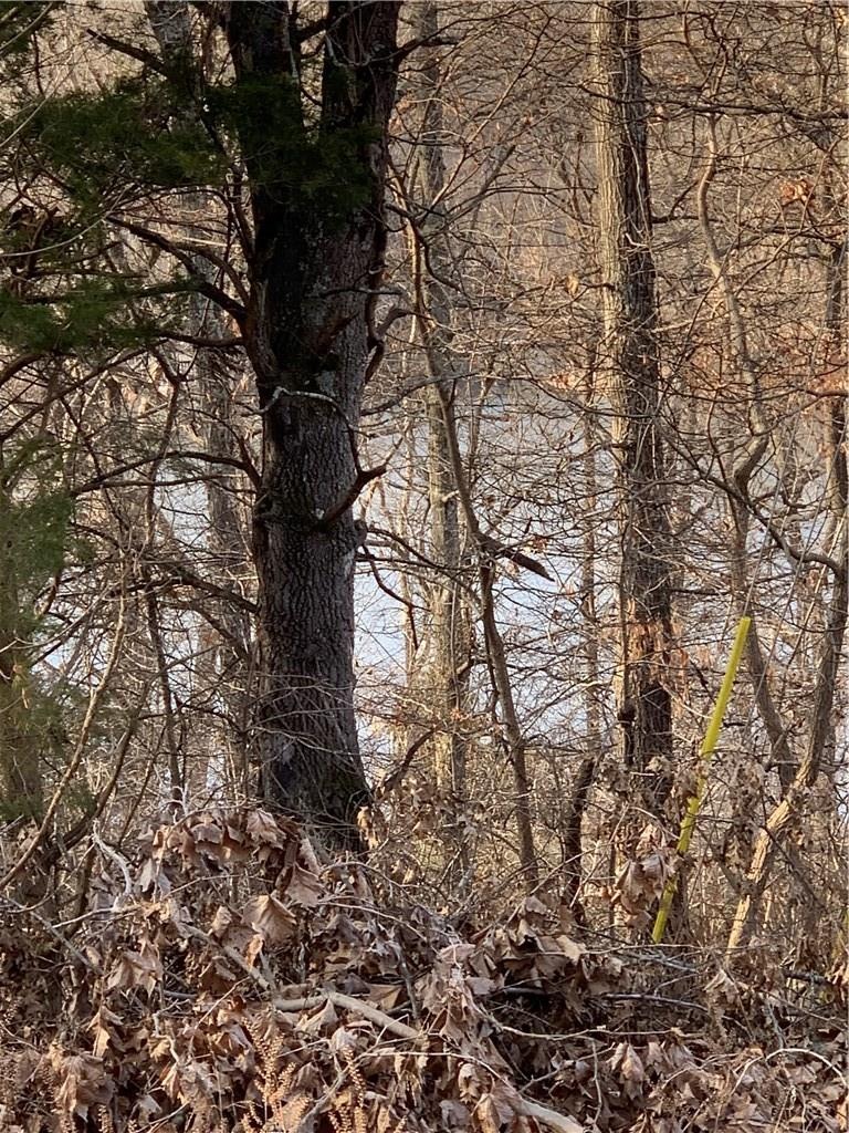 0 Kelham Ln, Bella Vista, AR 72715 - photo 1