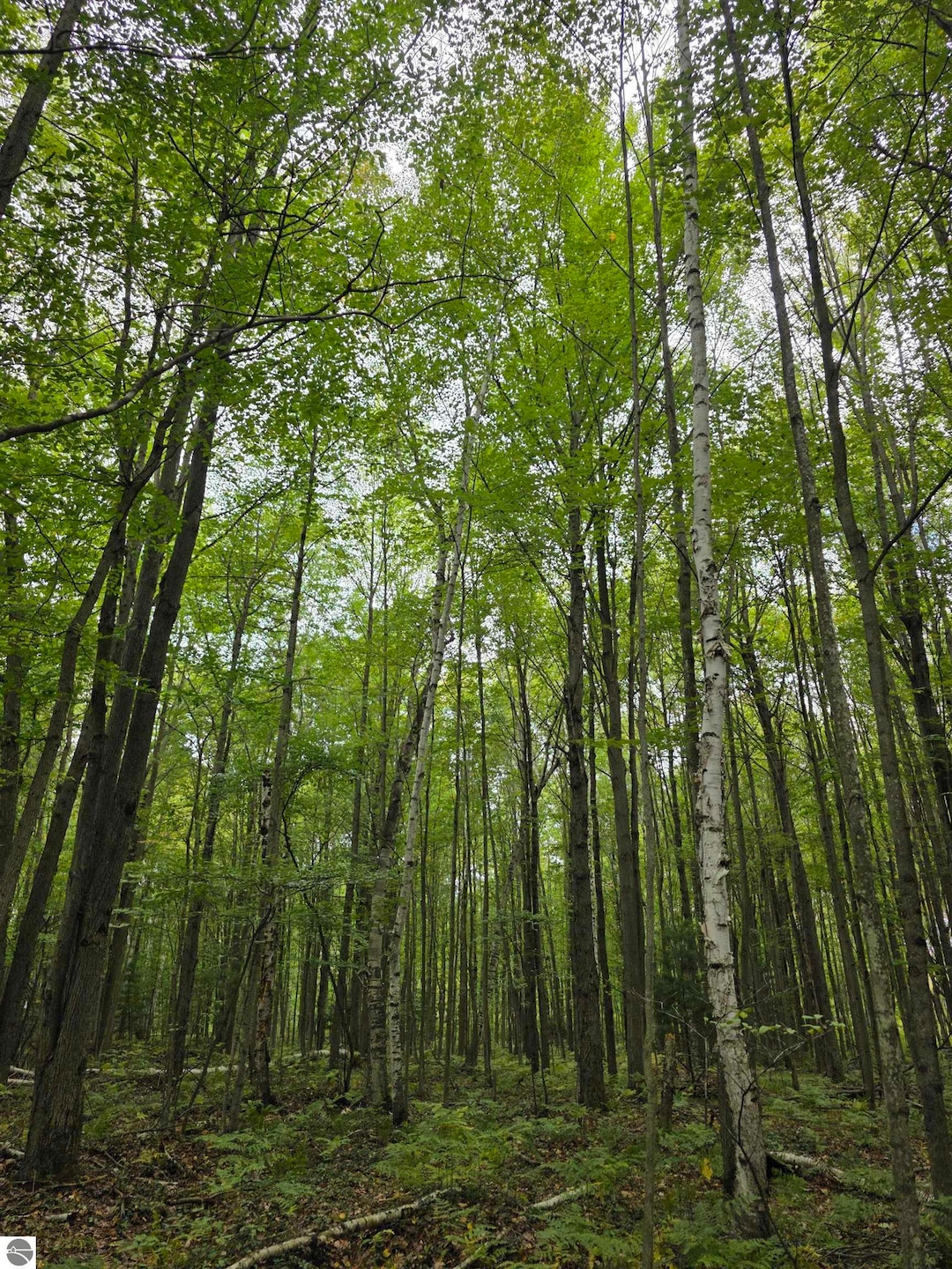 TBD S Chippewa Rd, Mount Pleasant, MI 48858 - photo 1