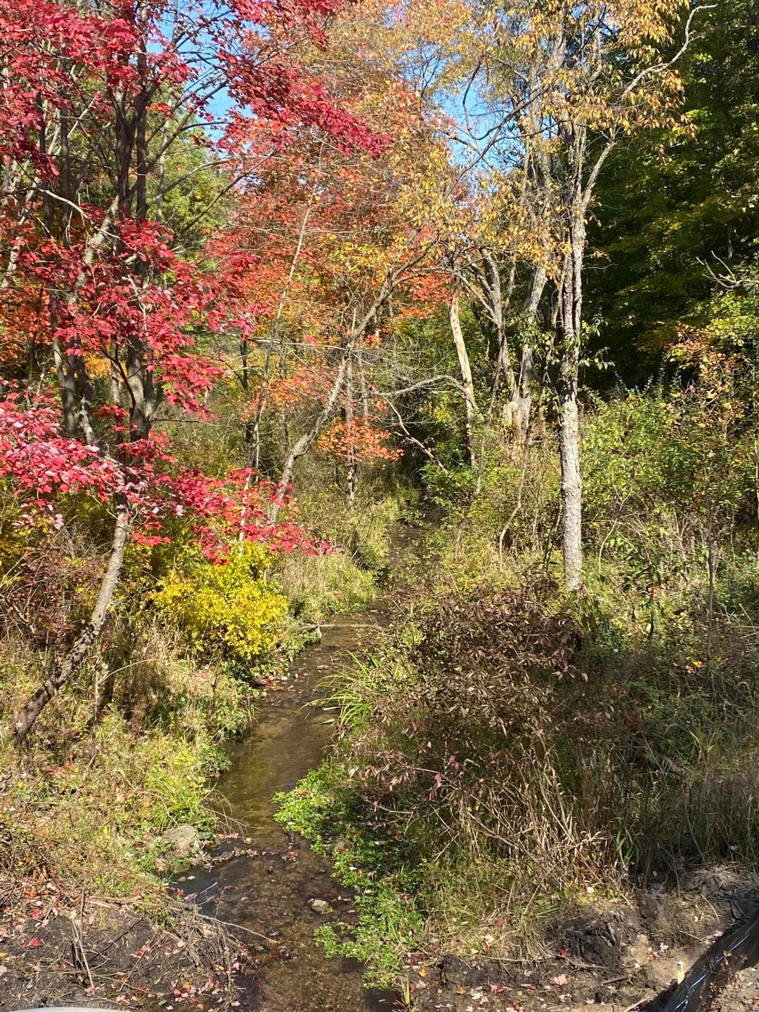 Whitetail Lane Photo 3 2