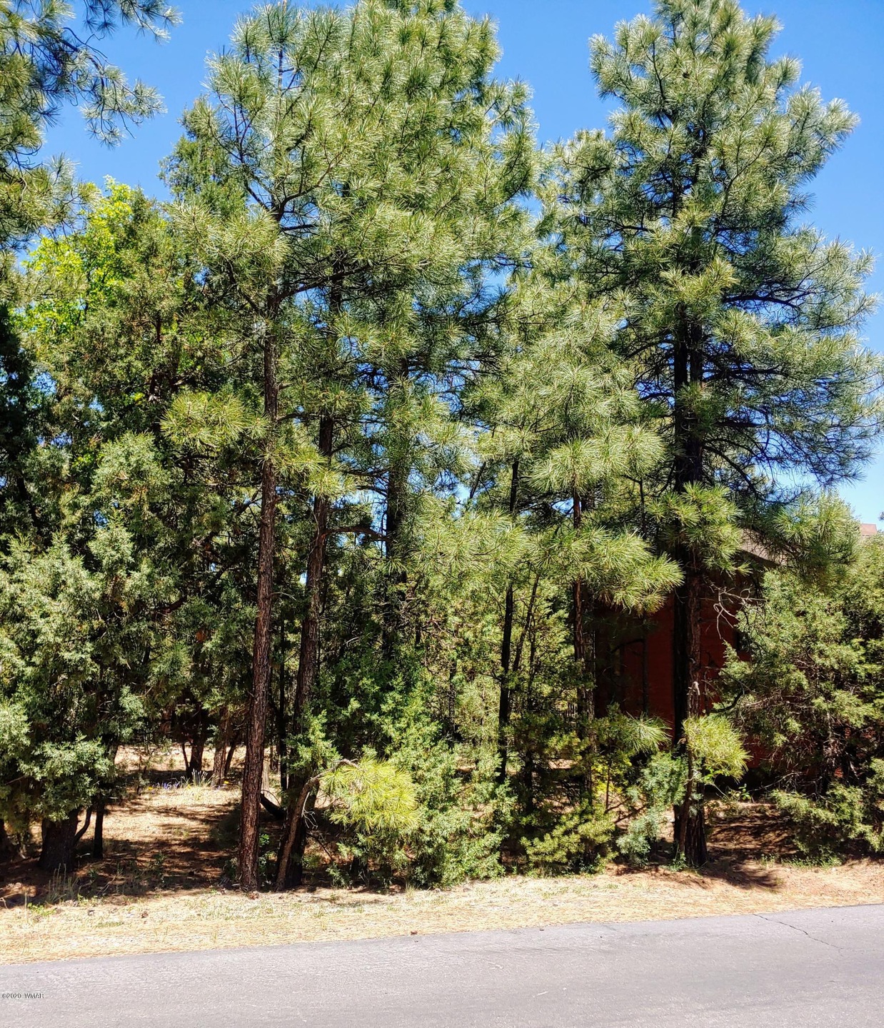 Tall Pines
