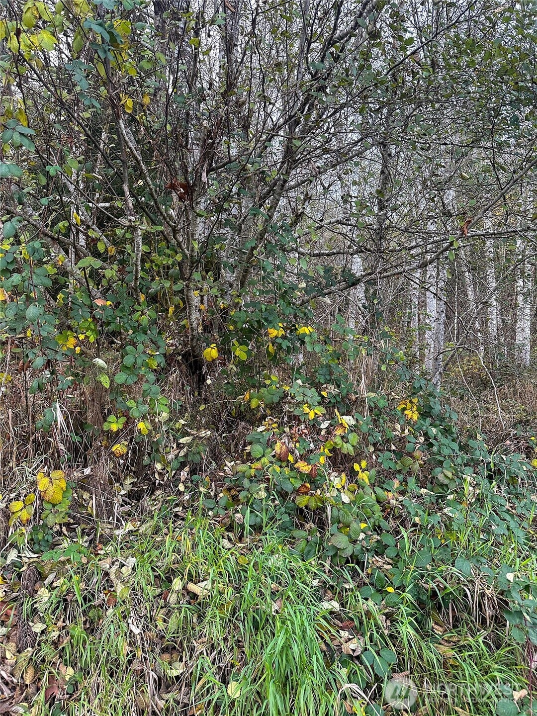 7615 Sprucecrest St SW, Olympia, WA 98512 - photo 1