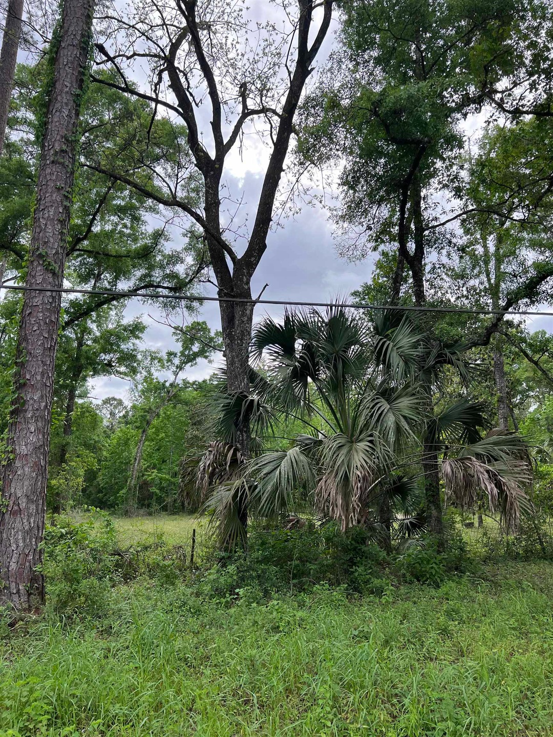 62 Appaloosa Rd, Crawfordville, FL 32327 - photo 1