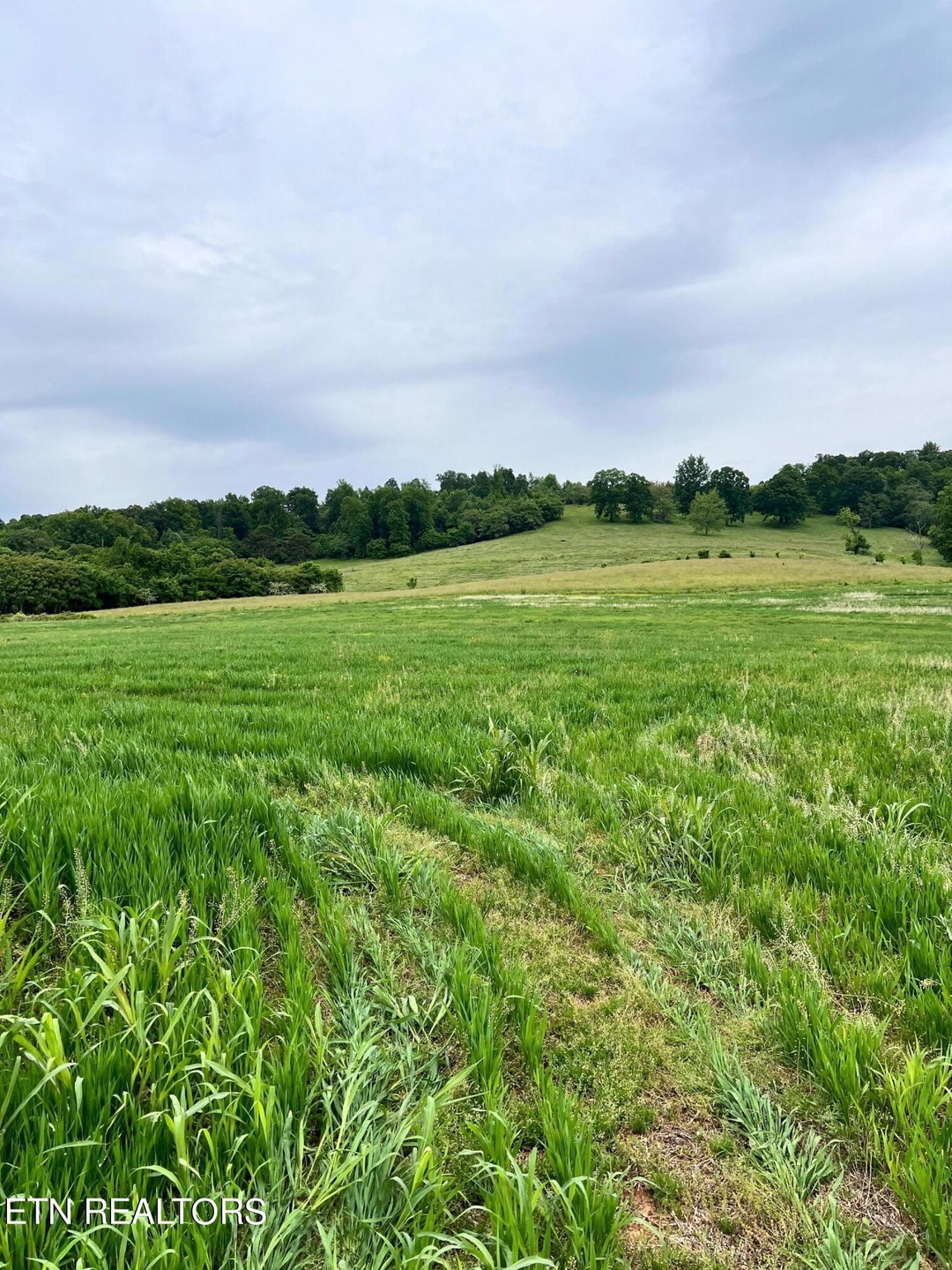 12 Buffalo Springs Rd, Rutledge, TN 37861 - photo 1