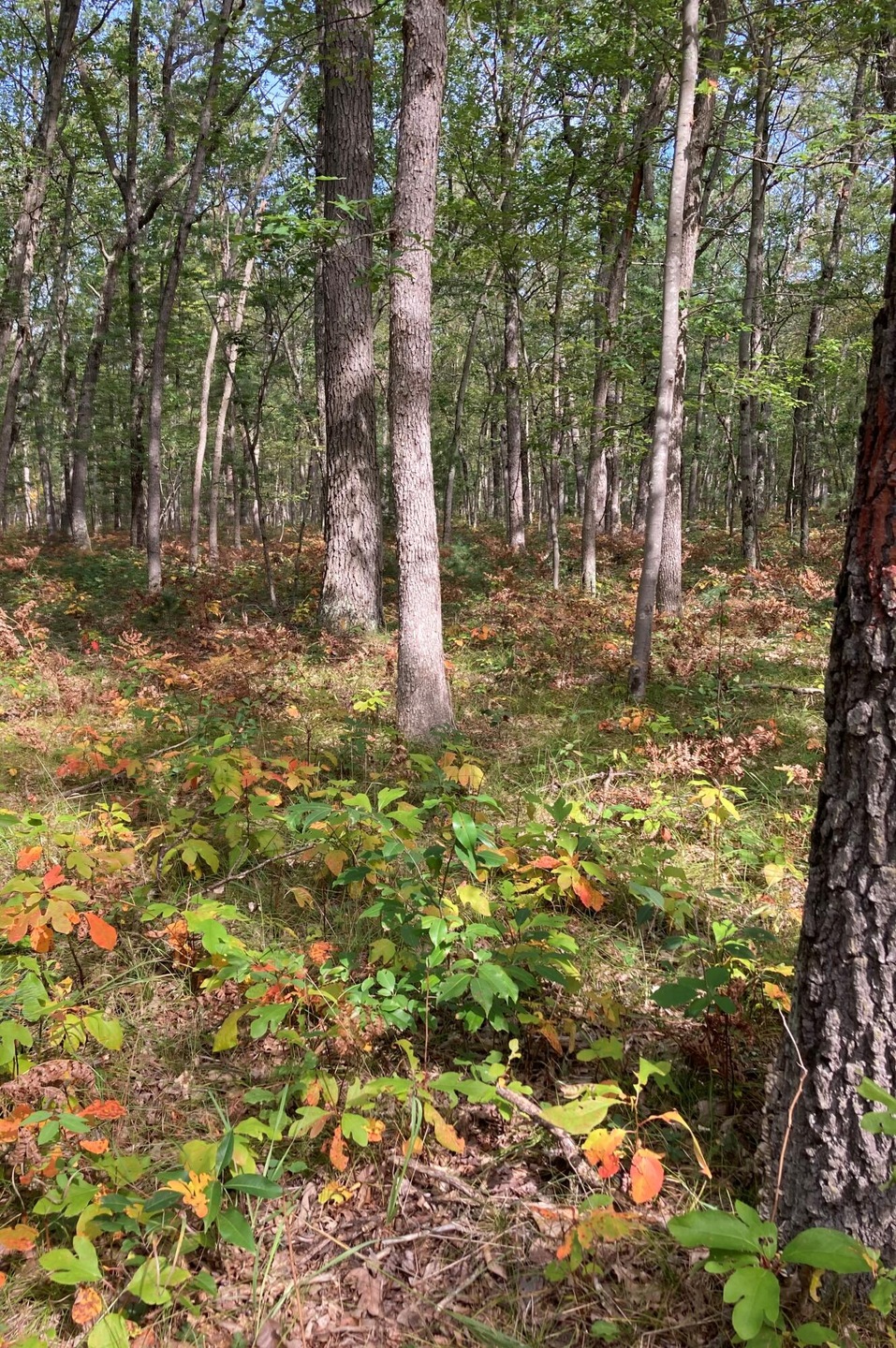 PAR 5 Cleveland Dr W, Lilley Township, MI 49309 - photo 1