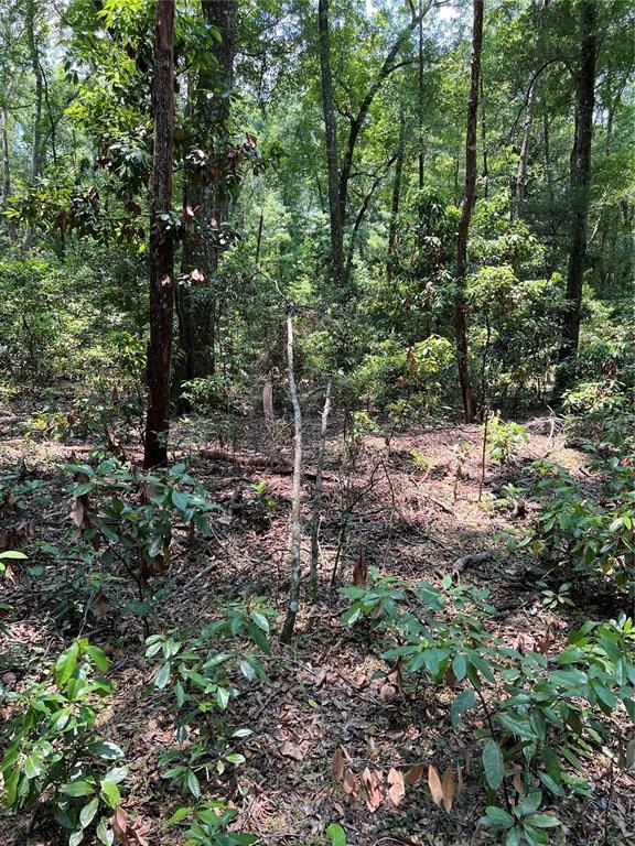 XX NE 125th Ln, Branford, FL 32008 - photo 1