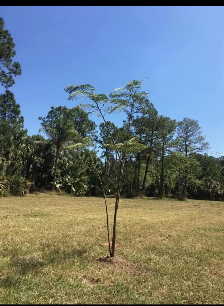 2370 Thacker Trail, Kissimmee, FL 34747 - photo 1