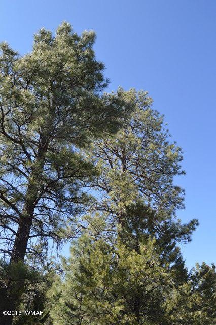 LOTS OF TALL TREES